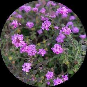 Meet your Posher, Exxxxx